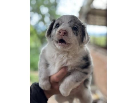Üreticiden ırk ve sağlık garantili blue merle border collie