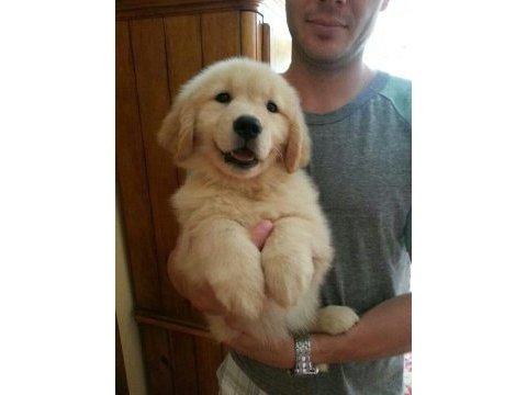 Bebek gibi golden retriever yavrularımız