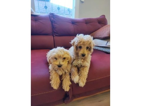 Maltipoo bebek 2 aylık köpekler