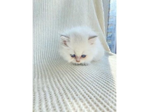 Ny dişi yavru british longhair