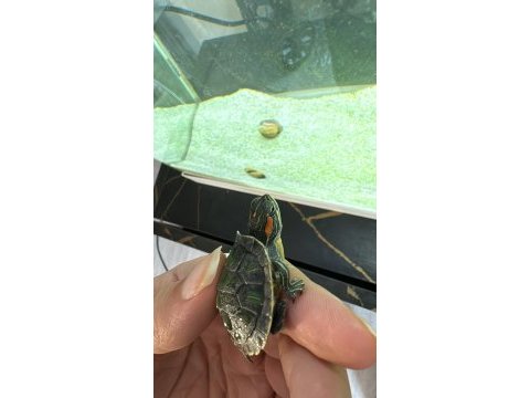 4 aylık tospik kaplumbağa