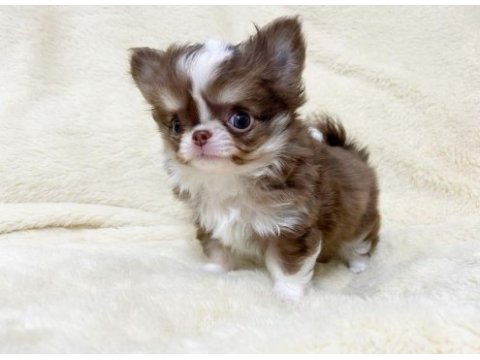 Birbirinden güzel teacup chihuahua yavrularımız