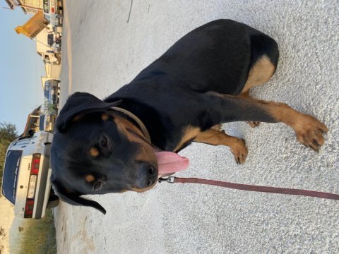 Rottweiler dişi 7 aylık