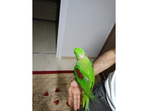 Alexander papağanı 1 yaşında