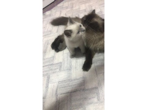 Minik prenses kedimiz