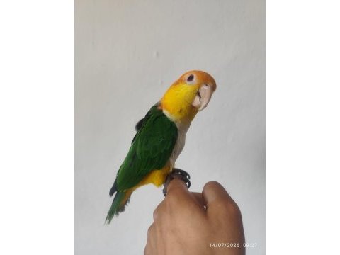Full evcil konuşan caique