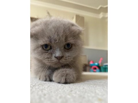 Scottish fold (kahve) ve scottish fold blue point (lokum)