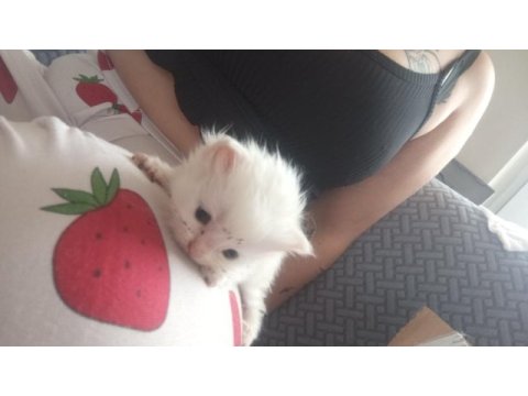 British shorthair rezerve