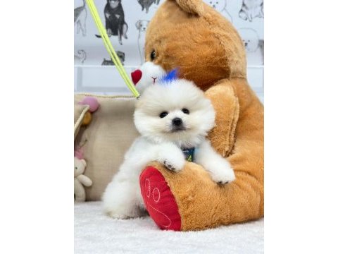 Üst düzey efsane pomeranian boo