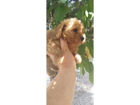 Toy poodle bebekler 45 günlük