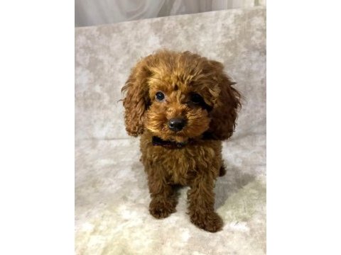 Dostunuz toy poodle