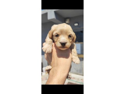 1 dişi 4 erkek maltipoo bebeklerim
