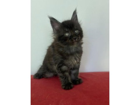 Maine coon black smoke erkek yavru