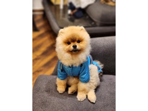 Teddy bear erkek pomeranian boo üst kalite