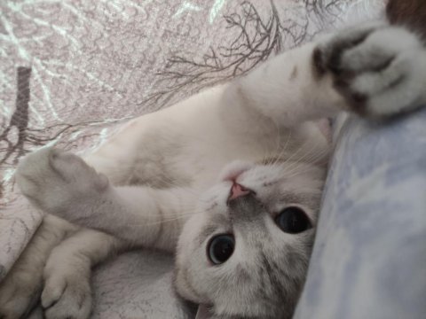2 yaşında şecereli british shorthair kedimiz (pars)