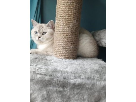 British shorthair kedilerim
