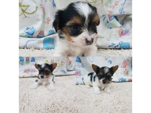 Şecereli erkek biewer yorkshire terrier