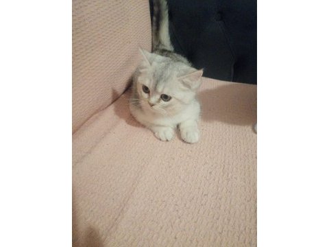 Yavru british shorthair kediler