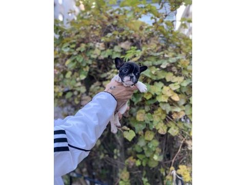 Çok sevimli ve oyuncu french bulldog yavrularımız