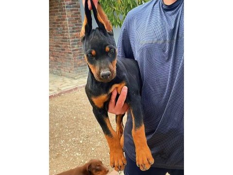 King doberman yavruları