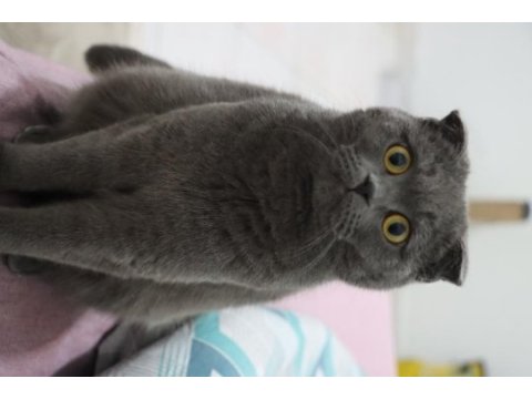 British shorthair kedim