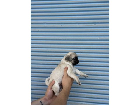 Hamburger surat gül kuyruk pug mops