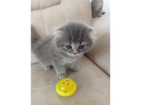 4 adet 50 günlük yavru scottish fold