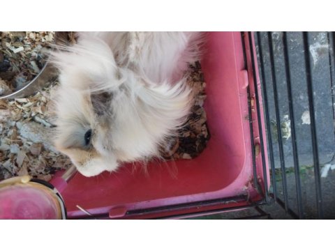 Oyuncu ginepig