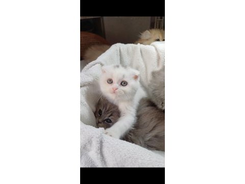 Veteriner kontrollü bebek kedilerimiz