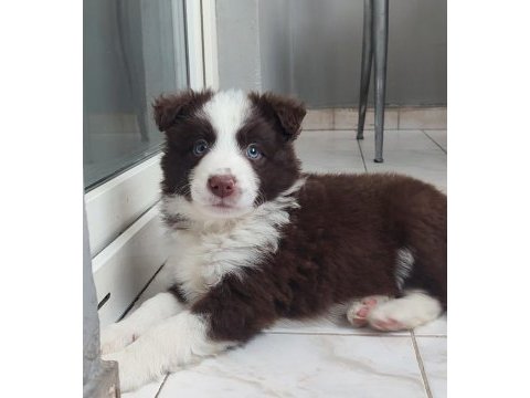 Sağlıklı safkan border collie yavrular