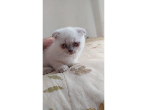 1.5 aylik safkan scottish fold blue point yavrularimiz