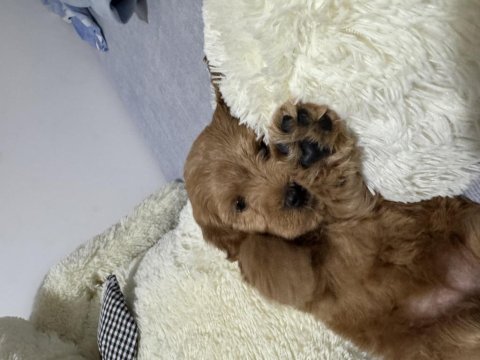 2 aylık dişi toy poodle yavrumuz