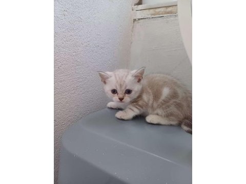 Birbirinden güzel scottish fold bebekler