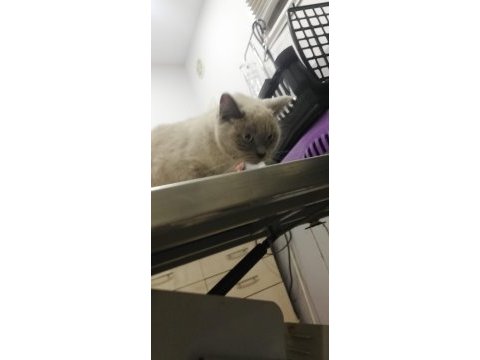 Kedimiz tatlı kızımız