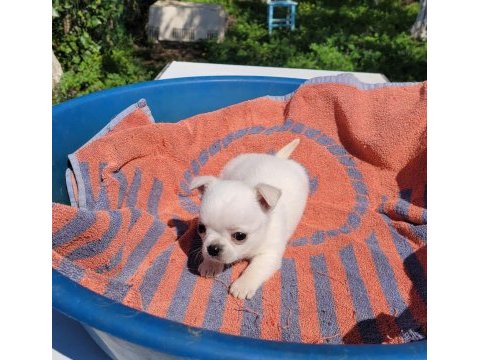 Mükemmel teacup chihuahua erkek yavru