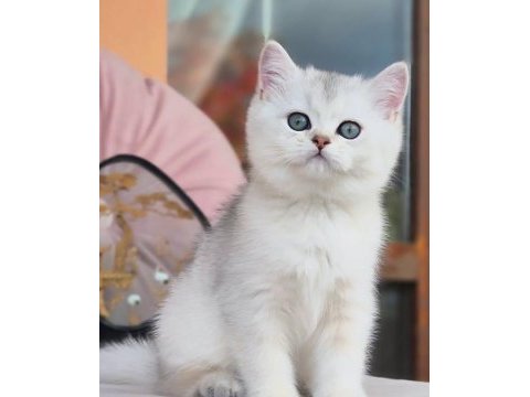 Siyah ve beyazın uyumu ns24 british shorthair