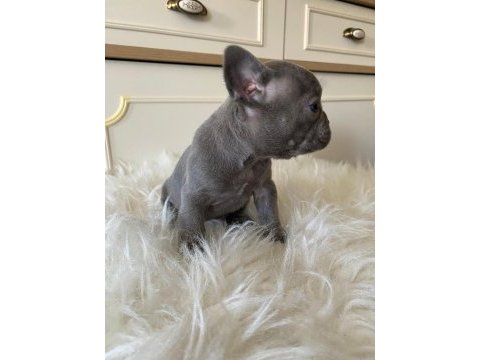 Blue & lilac a kalite french bulldog yavrularımız