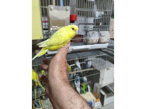 Ele alıştırmalık