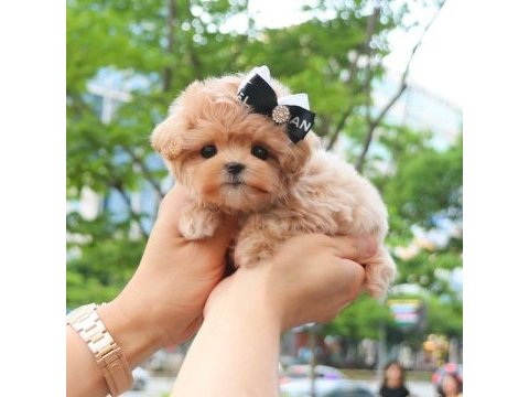 Mükemmel maltipoo yavruları kore