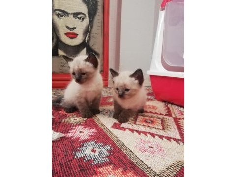 Mavi gözlü siyam kedilerimiz