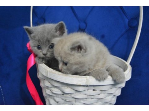 British shorthair yavru