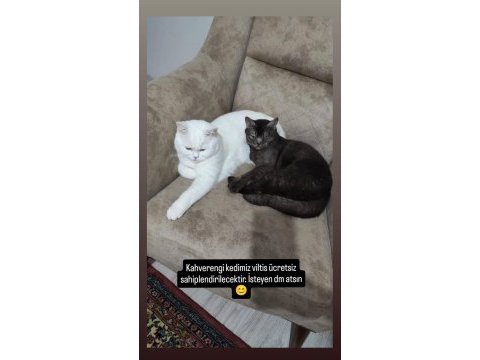 3 yaşında kısır british kedimiz
