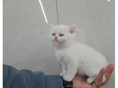 Golden point british shorthair erkek