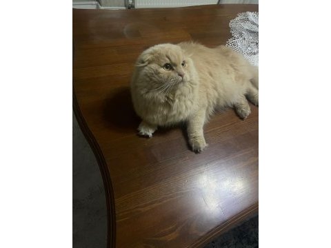 Longhair kedimize yuva arıyoruz