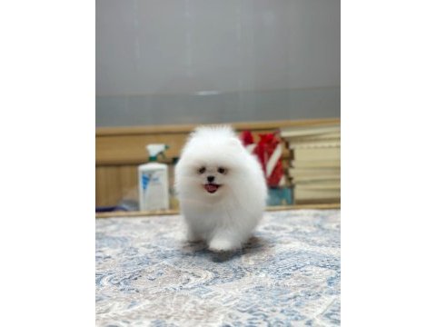 Ayı surat pomeranian boo yavrumuz