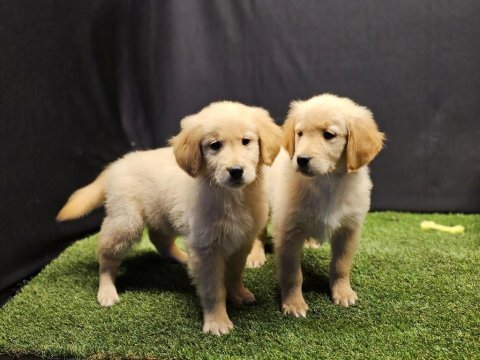 Club k9 güvencesiyle safkan golden retriever yavruları