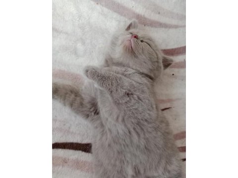 British shorthair kediler