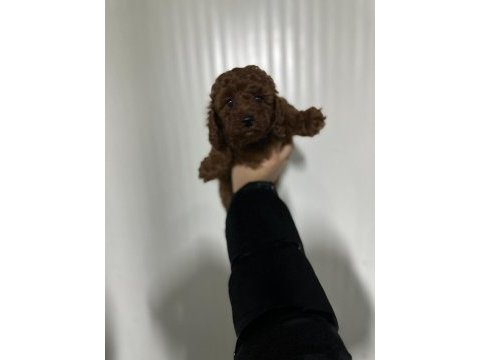 Kore kan red brown toy poodle