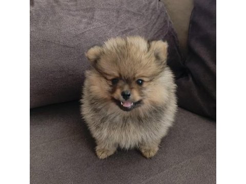 Pomeranian spitz disi erkek