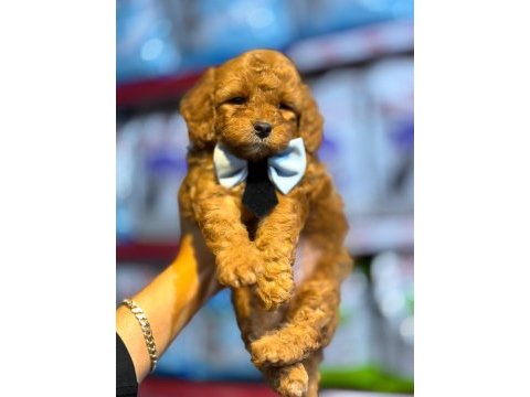 Güzel bebeklerim maltipoo